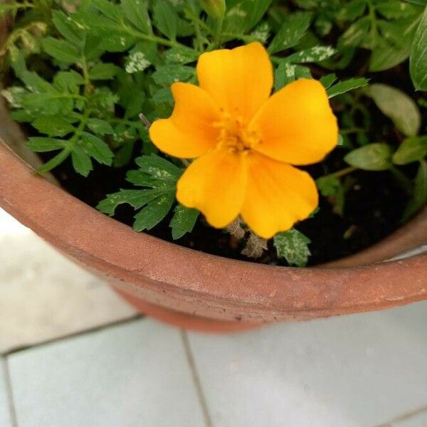 Tagetes tenuifolia Fleur