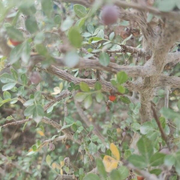 Commiphora kataf Leaf