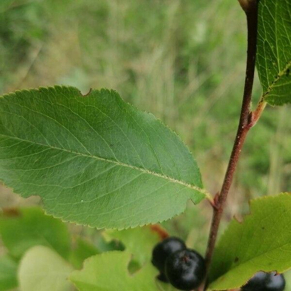 Aronia melanocarpa Fruto