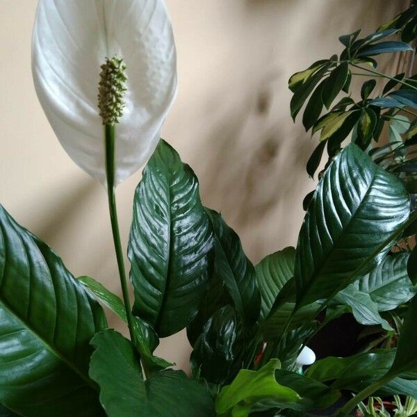 Spathiphyllum blandum Ostatní