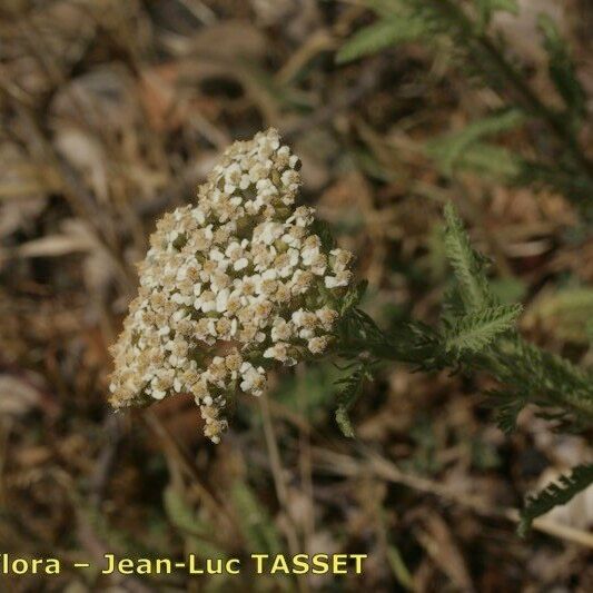 Achillea crithmifolia ᱵᱟᱦᱟ