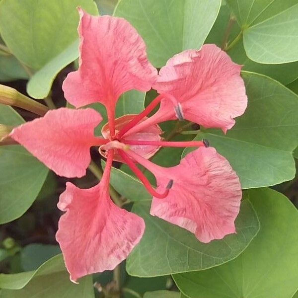 Bauhinia galpinii Flower