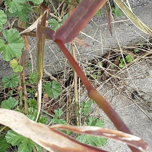 Echinochloa crus-galli Leht