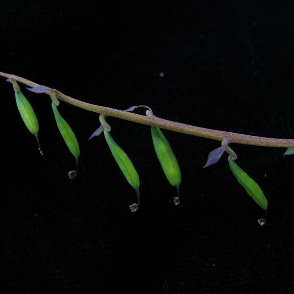 Corydalis cornuta 整株植物