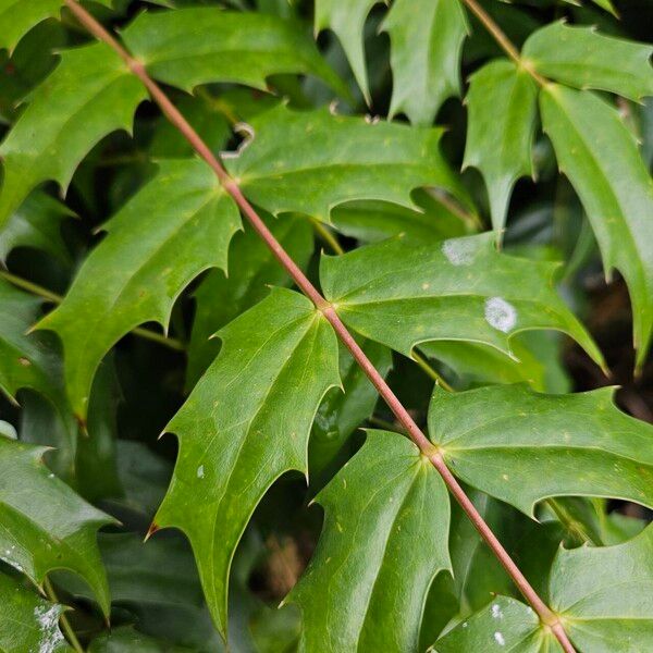 Berberis bealei Blatt