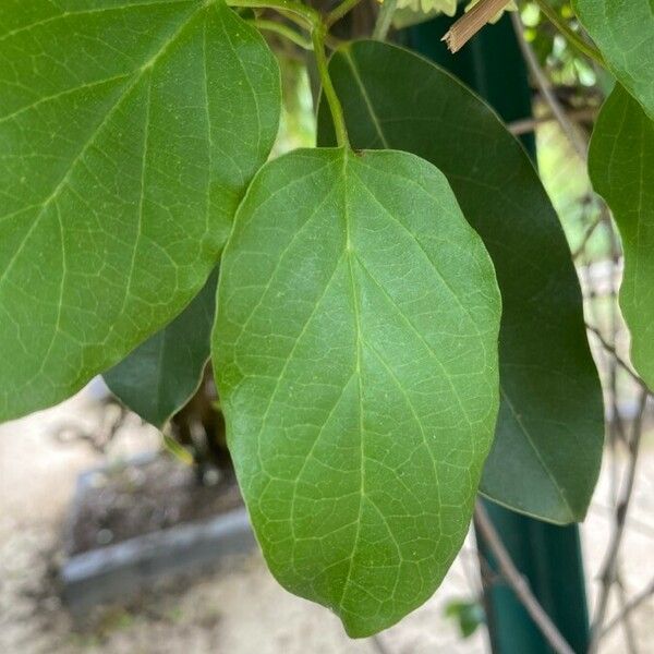 Stauntonia coriacea Leaf