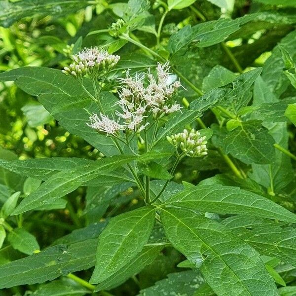 Eupatorium perfoliatum ᱵᱟᱦᱟ