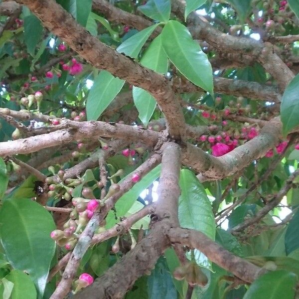 Syzygium malaccense Bark