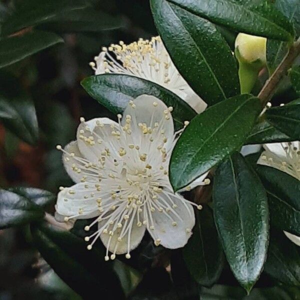 Myrtus communis Žiedas