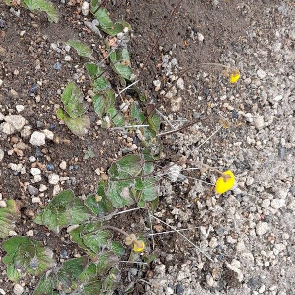 Calceolaria filicaulis Habit