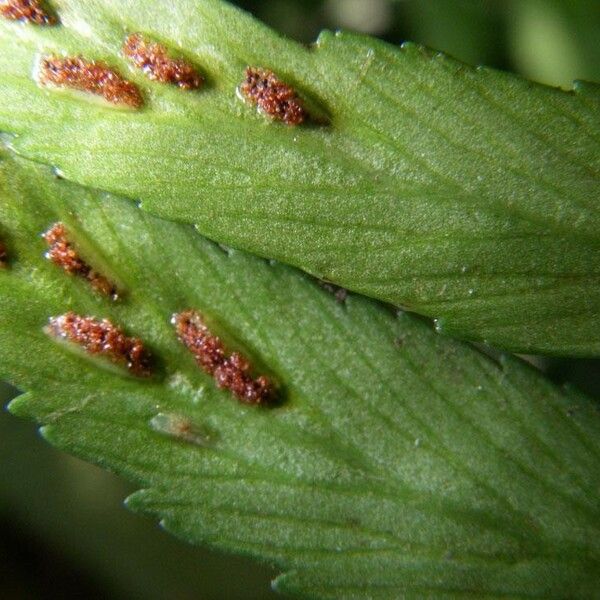 Asplenium bipartitum Folha