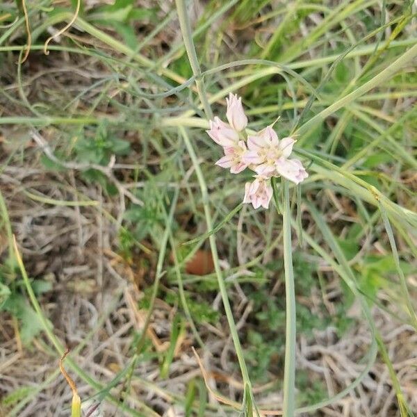 Allium drummondii Flor