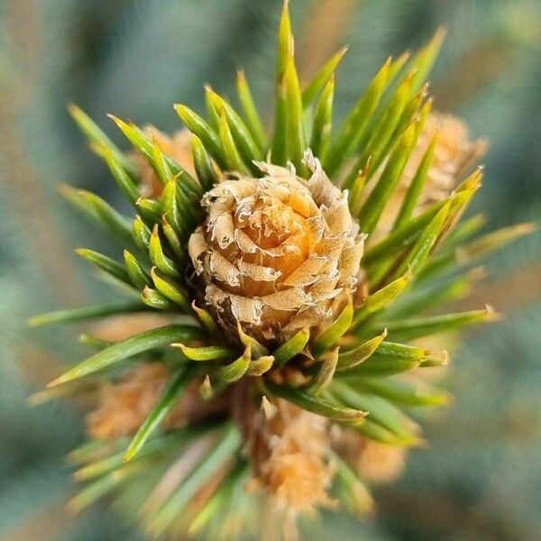 Picea sitchensis Annet