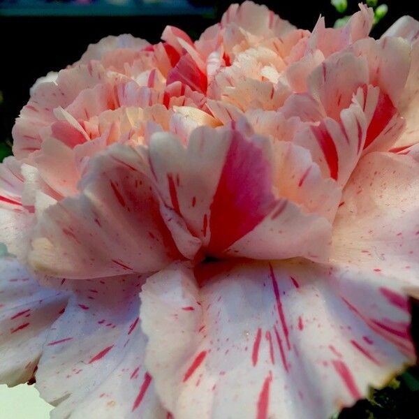 Dianthus caryophyllus Flor