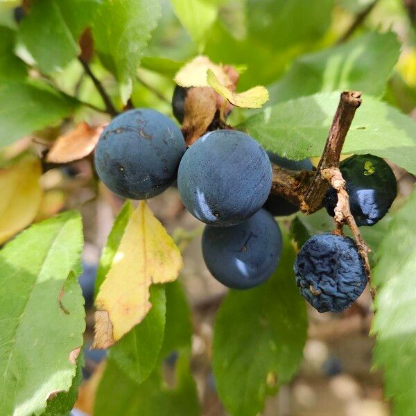 Prunus × fruticans Fruit