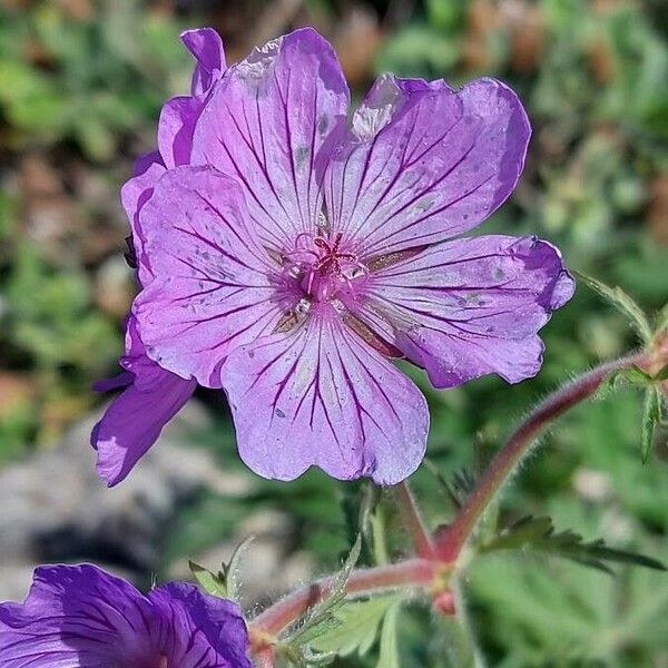 Geranium tuberosum Кветка