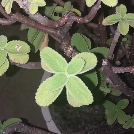 Plectranthus barbatus Leaf