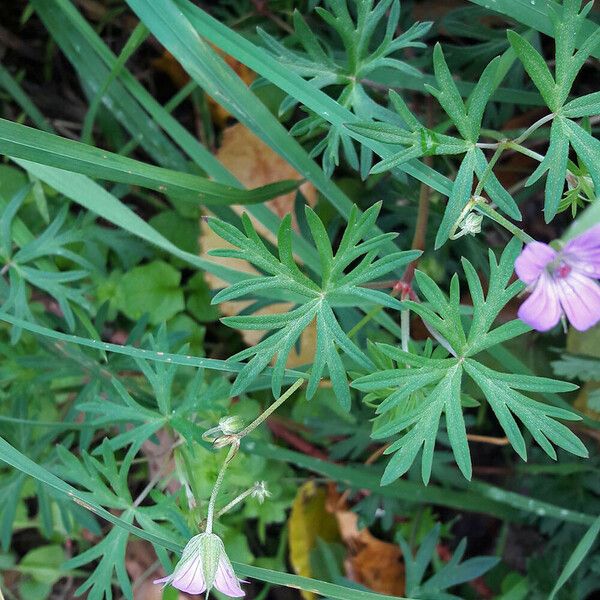 Geranium columbinum Leaf