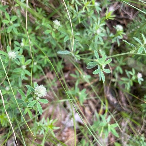 Trifolium arvense Hostoa