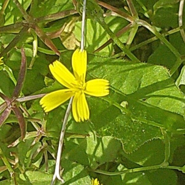 Rhagadiolus stellatus Цветок