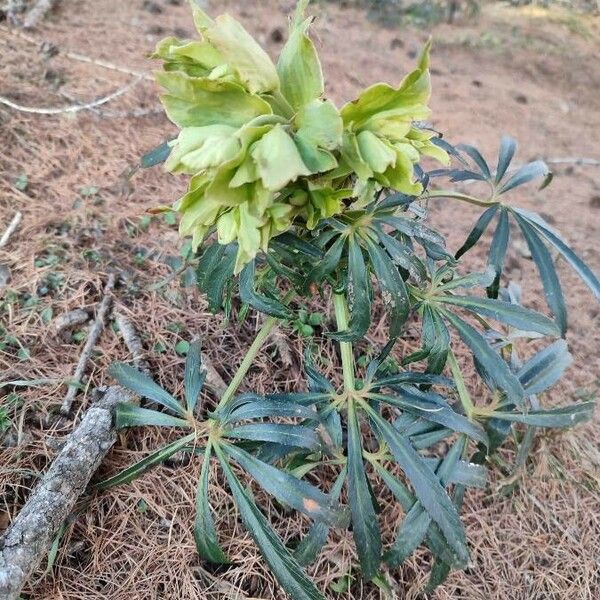 Helleborus foetidus Lorea