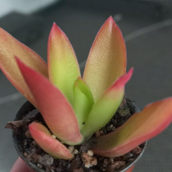 Crassula capitella Blatt