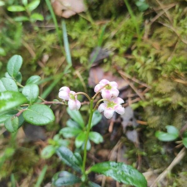 Chimaphila umbellata Flower