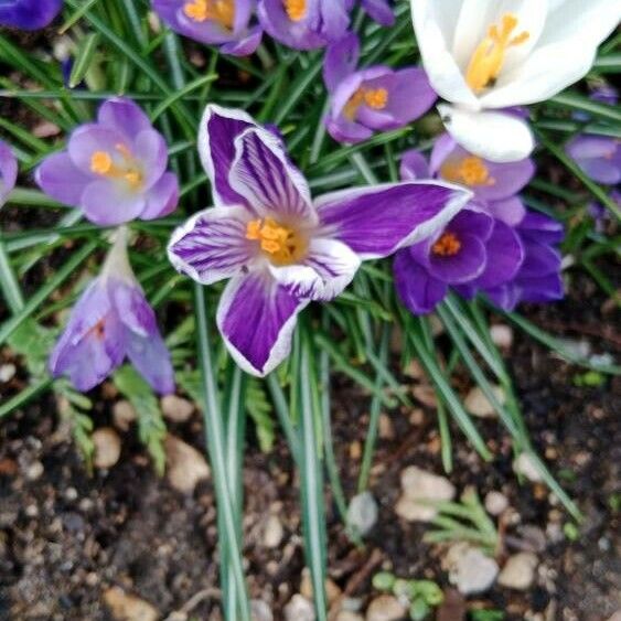 Crocus versicolor Квітка