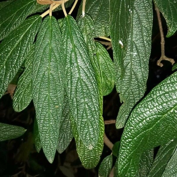 Viburnum rhytidophyllum Leaf