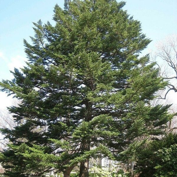 Abies homolepis 整株植物