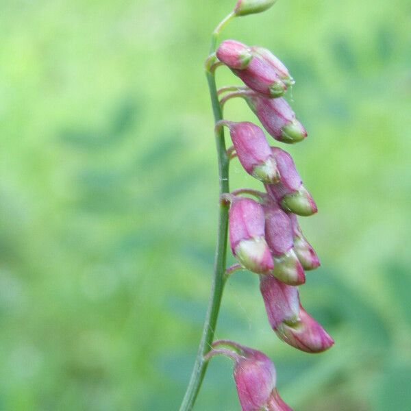 Vicia dumetorum Flower