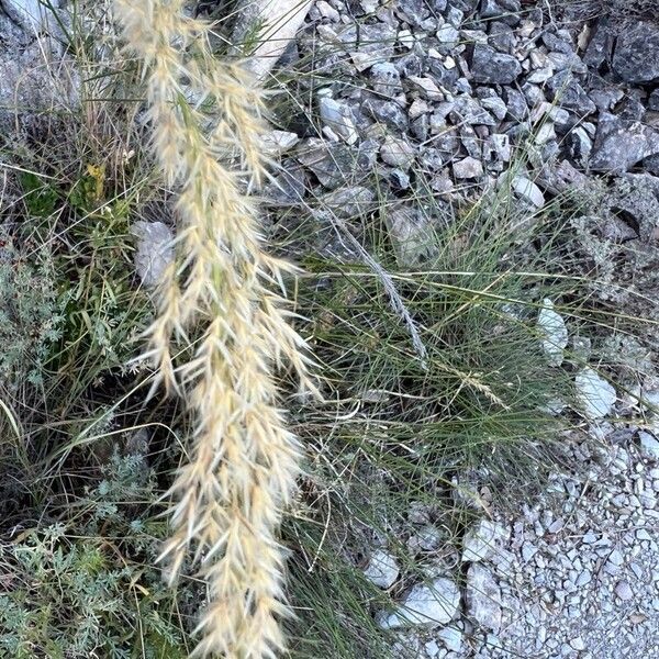 Achnatherum calamagrostis Flor