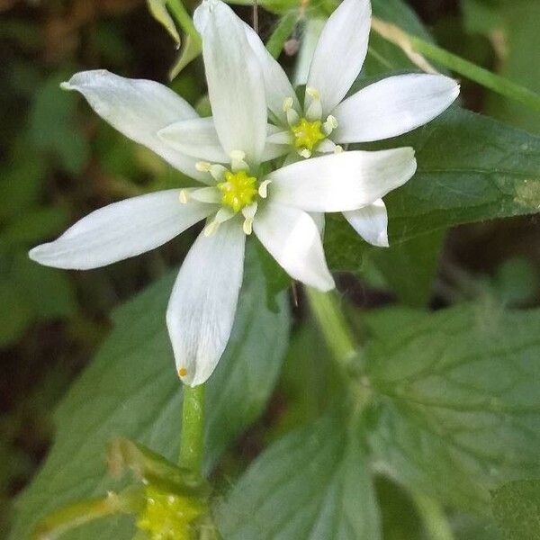 Ornithogalum umbellatum 花