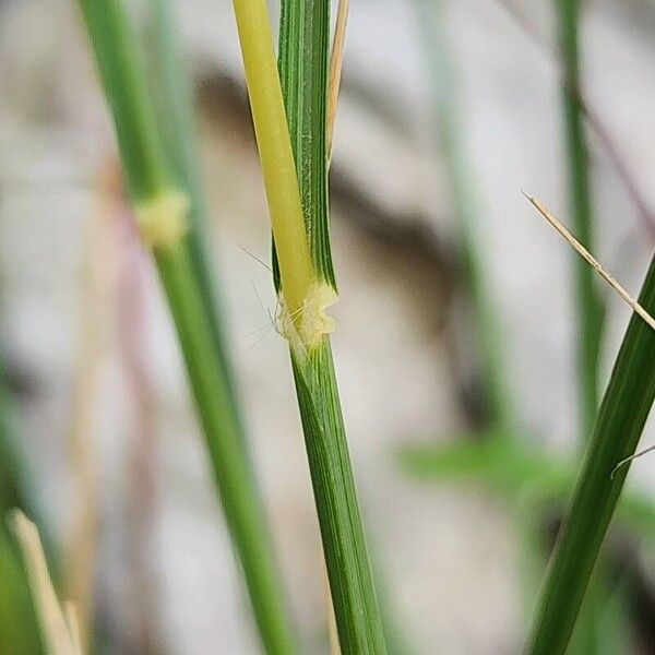 Hyparrhenia hirta кора