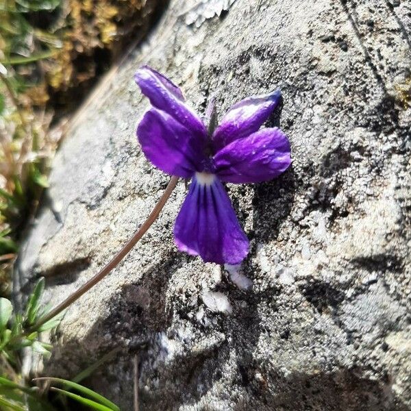 Viola dubyana Květ