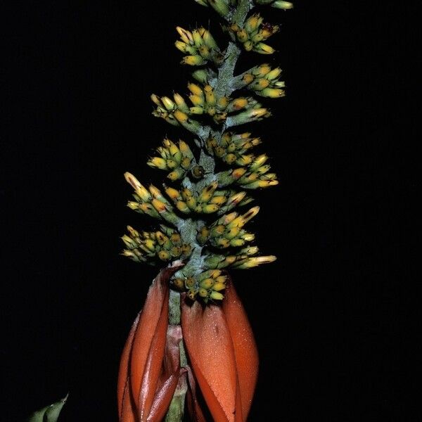 Aechmea mertensii Flower