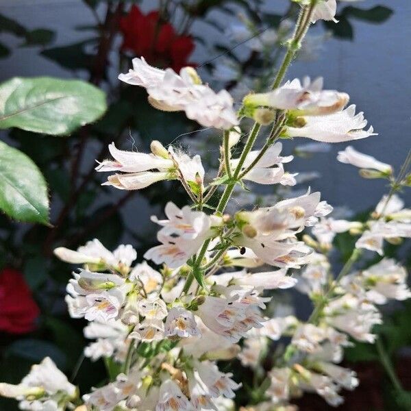 Penstemon digitalis Blodyn