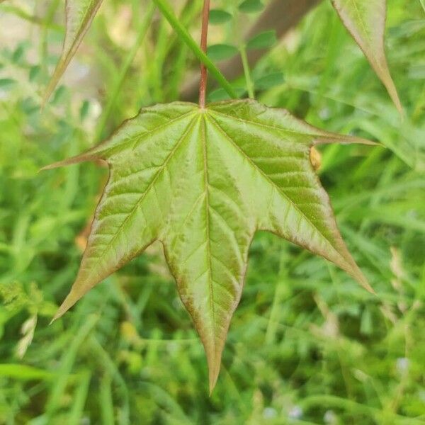 Acer cappadocicum Leaf