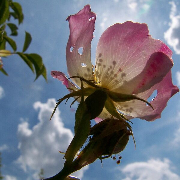 Rosa canina Flor