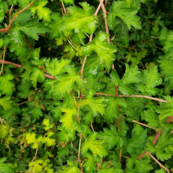 Neillia incisa Leaf