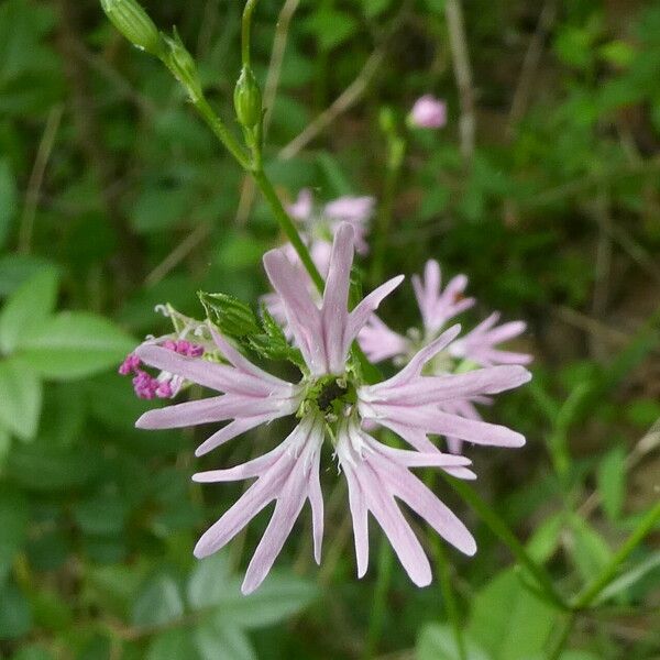 Lychnis flos-cuculi Flor