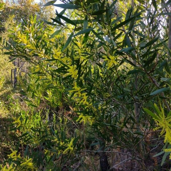 Acacia longifolia অভ্যাস