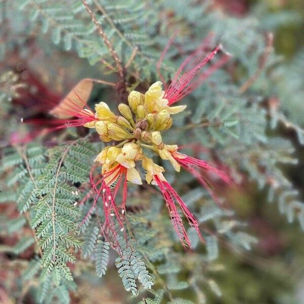 Caesalpinia gilliesii Květ