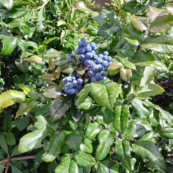 Berberis aquifolium 形态