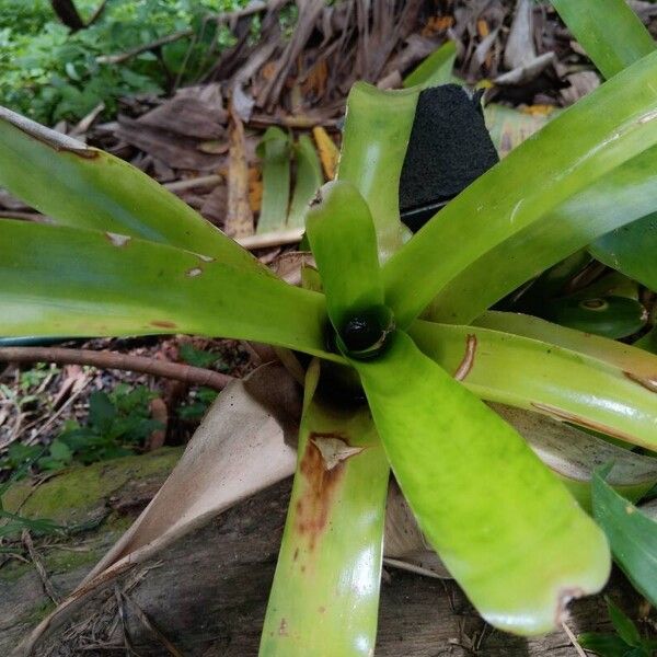 Aechmea caudata Leaf