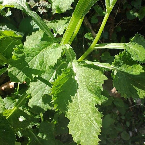 Tephroseris longifolia 葉