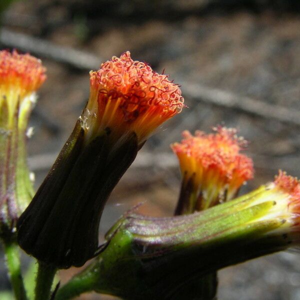Crassocephalum crepidioides Flor