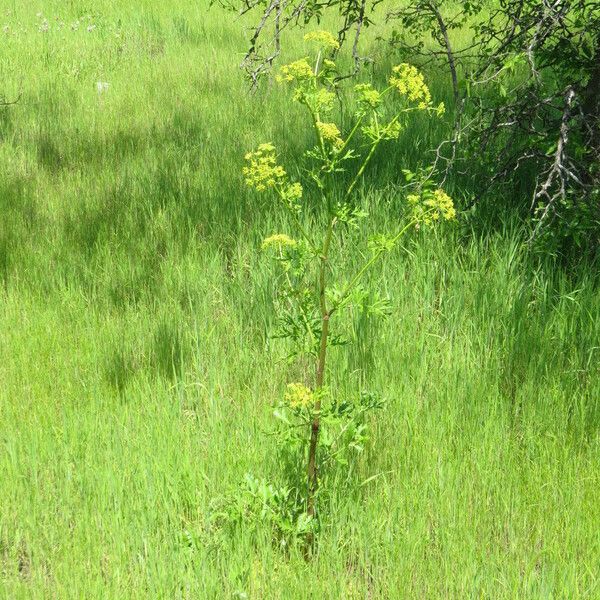 Polytaenia texana 花