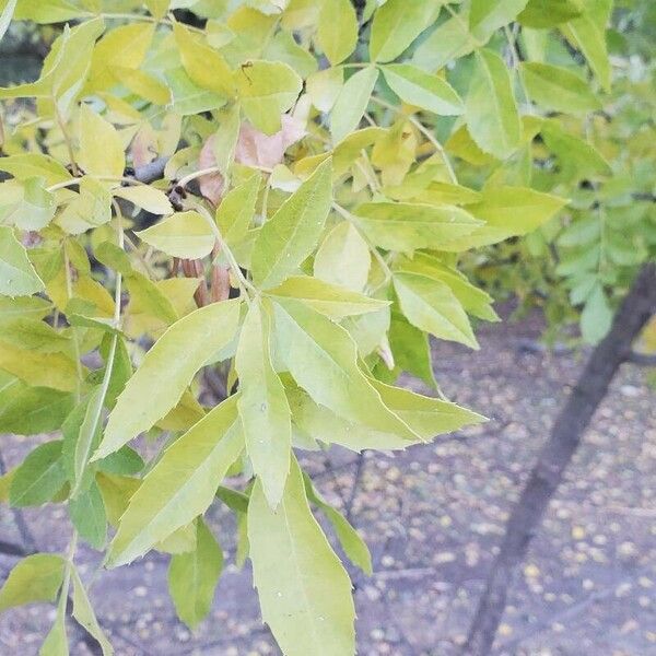 Fraxinus angustifolia Fulla