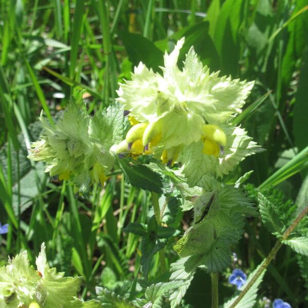 Rhinanthus alectorolophus Kukka